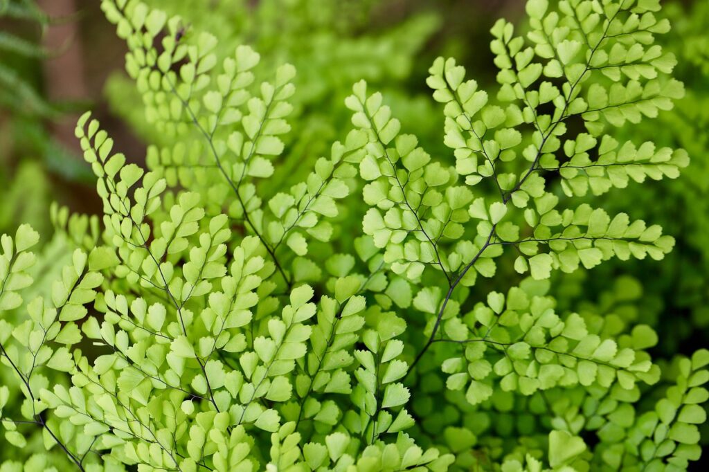 トイレでも運気が上がる植物