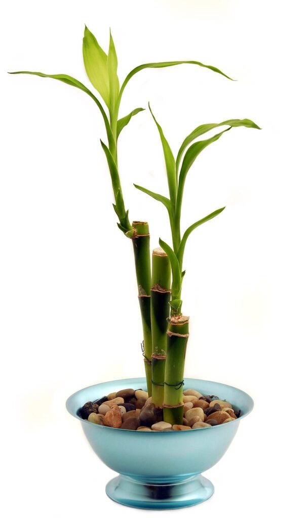南玄関にぴったりな観葉植物