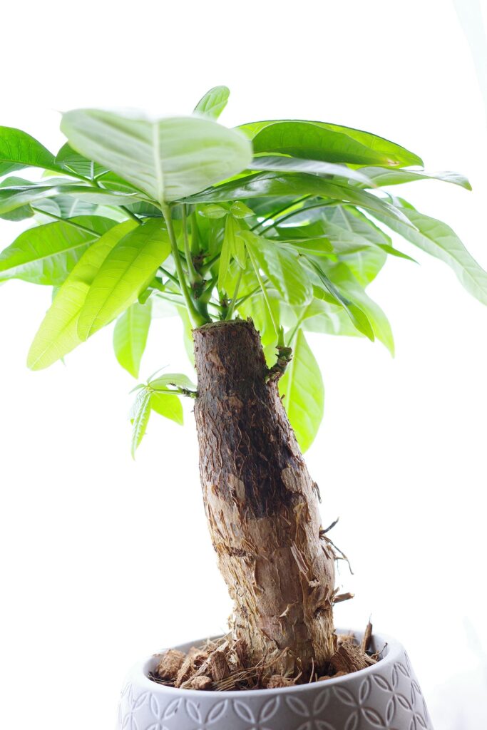 金運アップに効く観葉植物の選び方