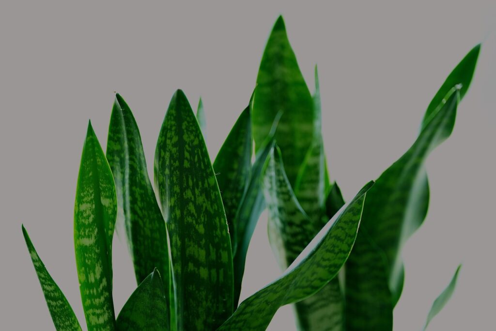 最強運気を上げる観葉植物は?