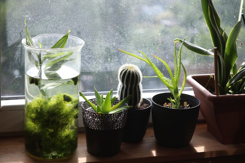 観葉植物の置きすぎに要注意