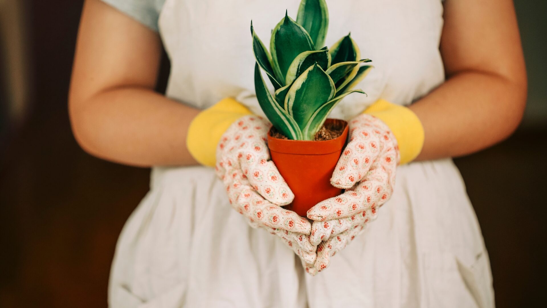 外で育てる観葉植物の特徴