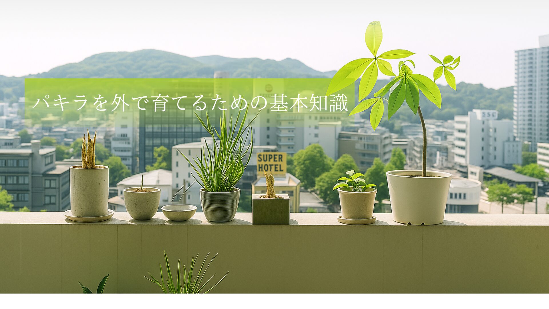 パキラを外で育てるための基本知識