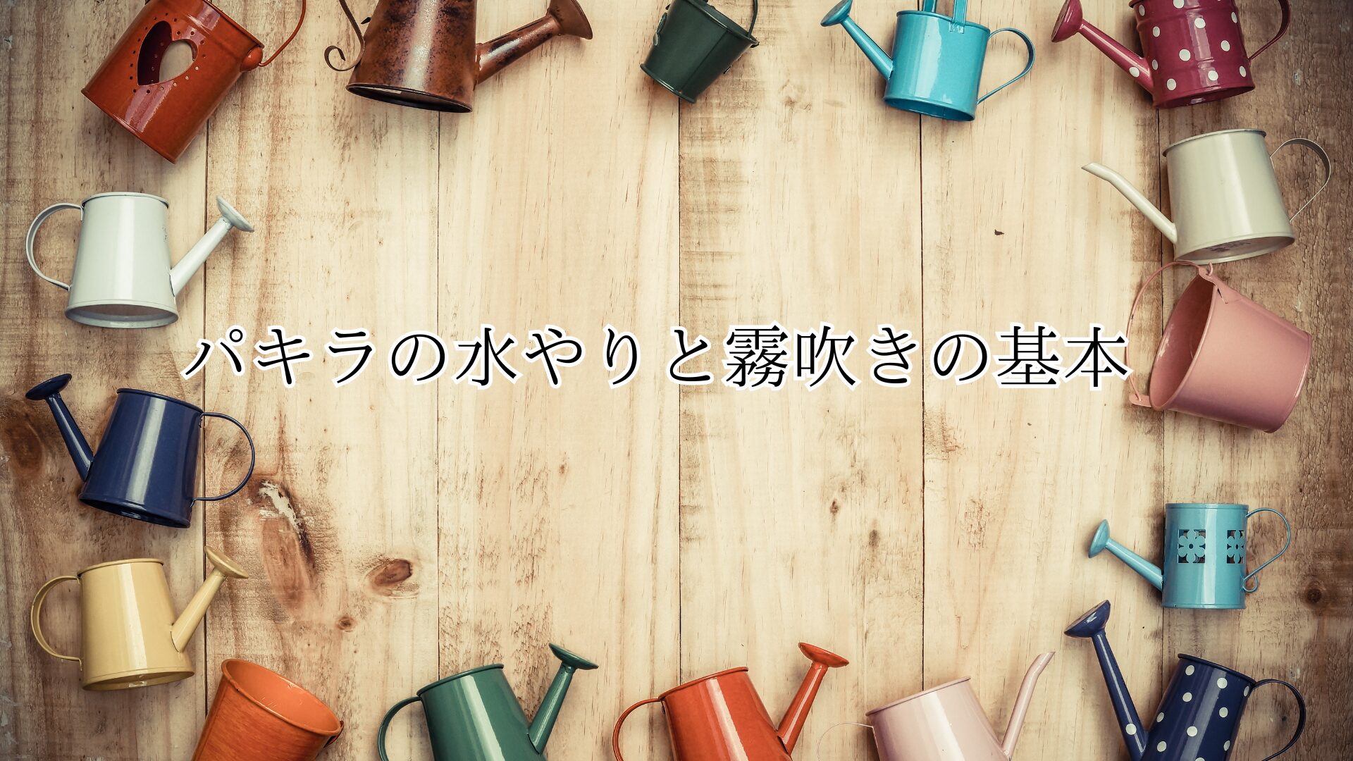 パキラの水やりと霧吹きの基本
