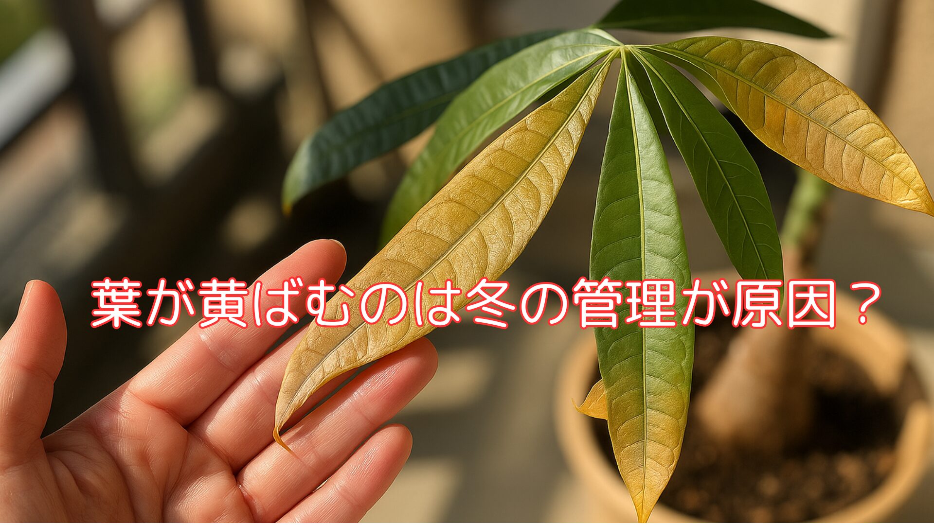 葉が黄ばむのは冬の管理が原因？