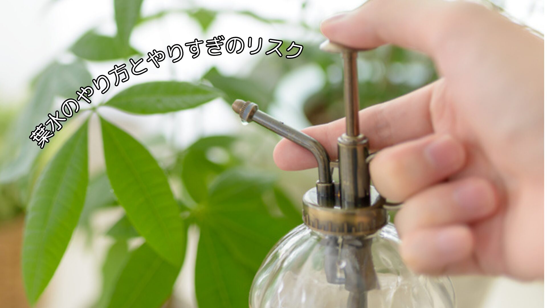 葉水のやり方とやりすぎのリスク