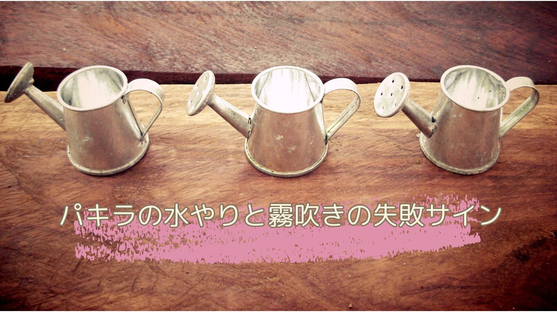 パキラの水やりと霧吹きの失敗サイン