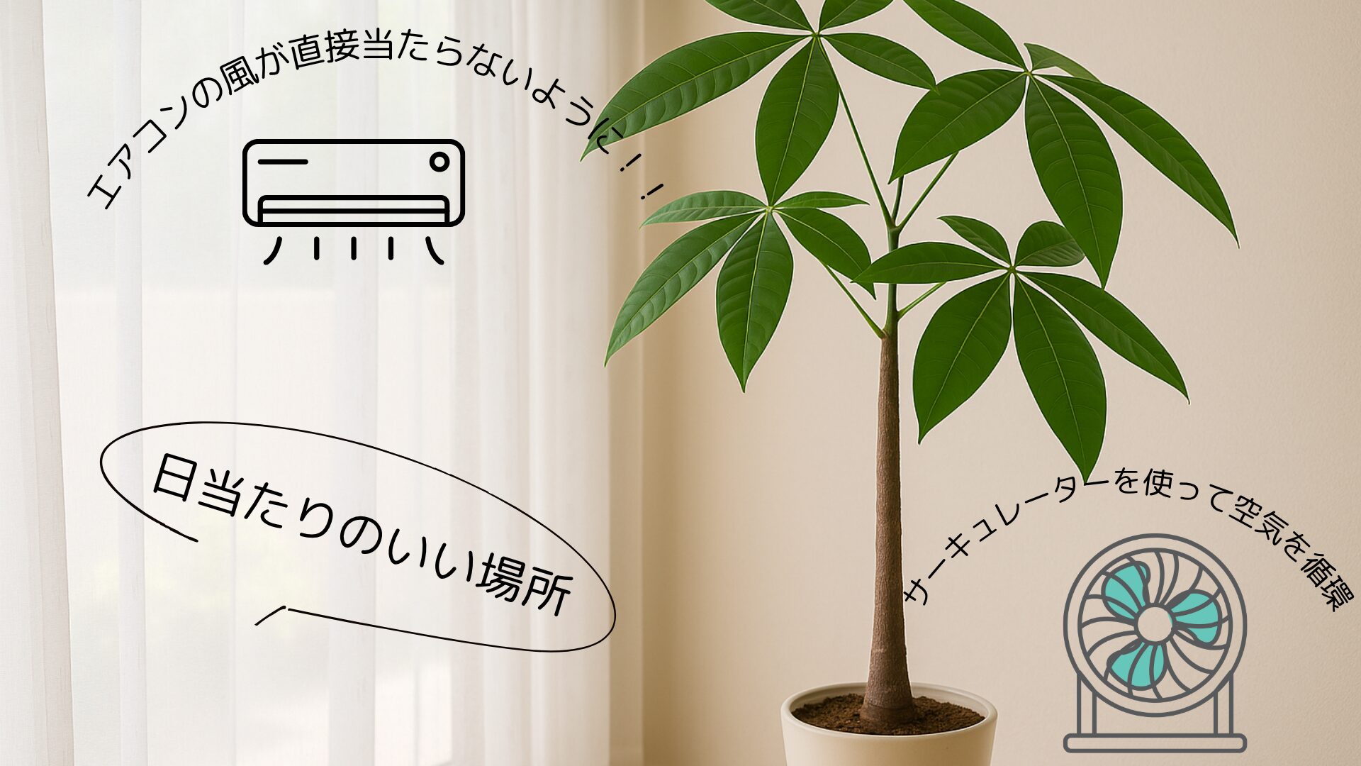 室内での育て方と水やりの注意点
