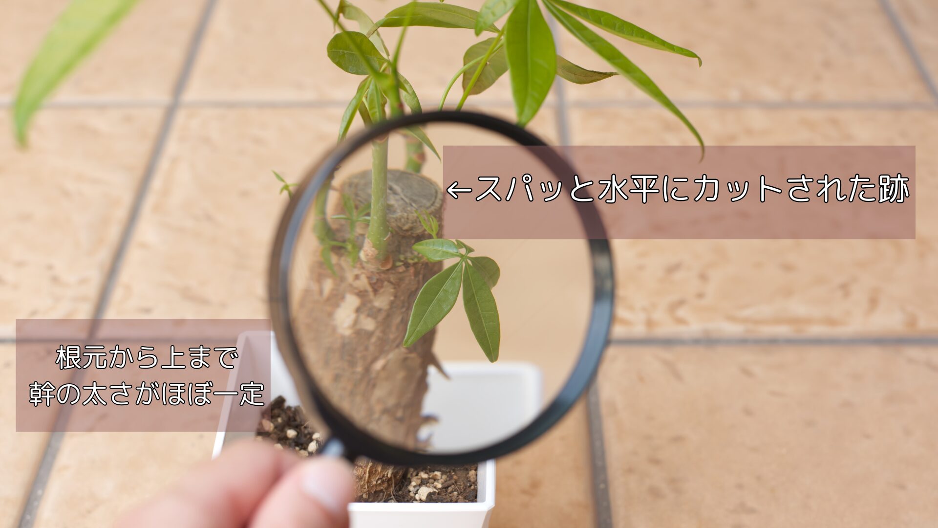 一般的な挿し木パキラの特徴とは