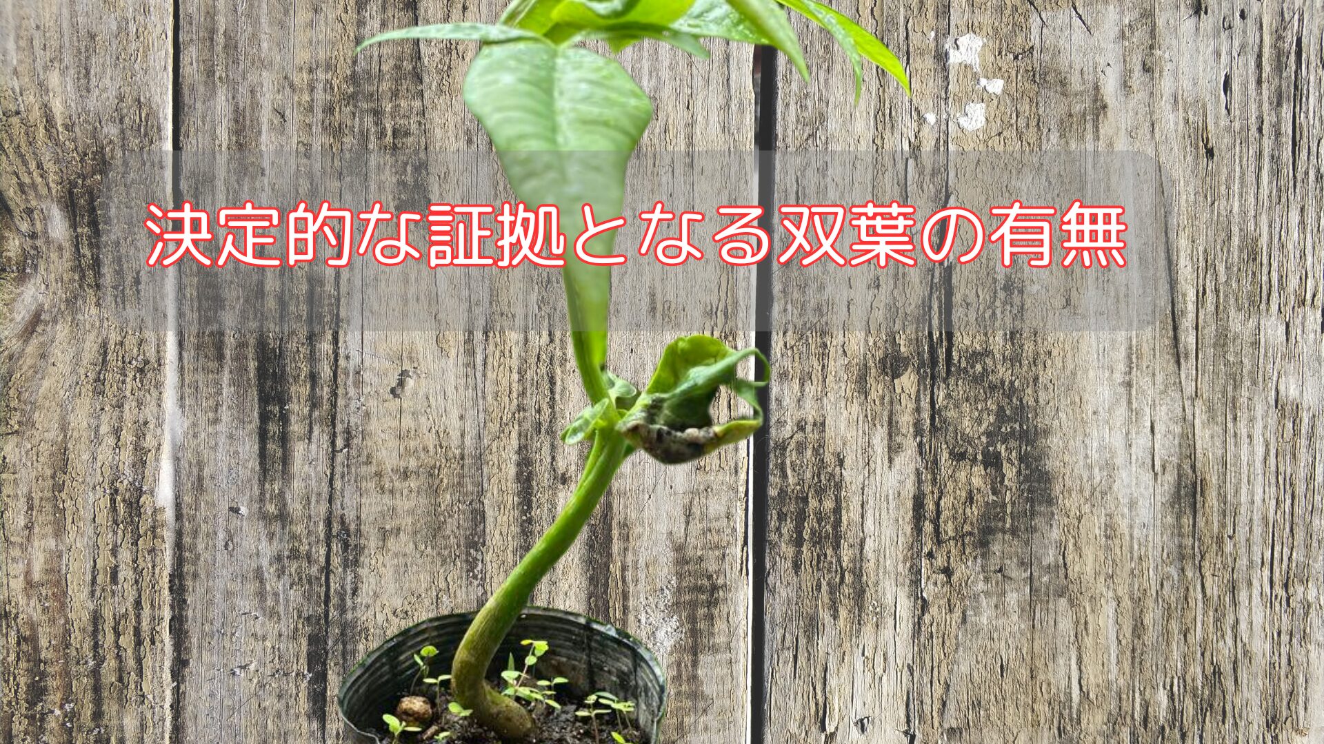 決定的な証拠となる双葉の有無
