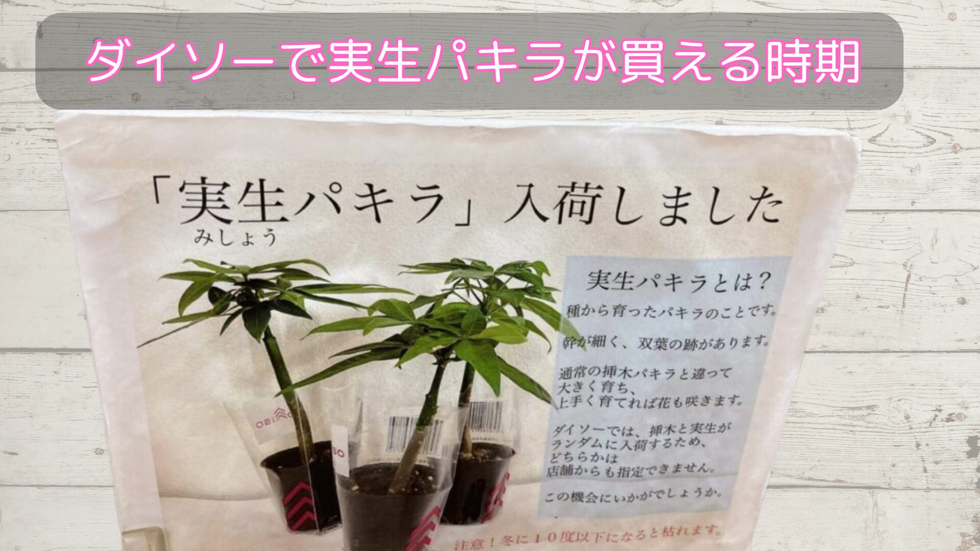 ダイソーで実生パキラが買える時期