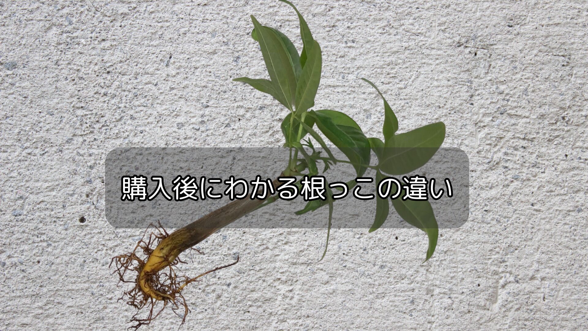 購入後にわかる根っこの違い