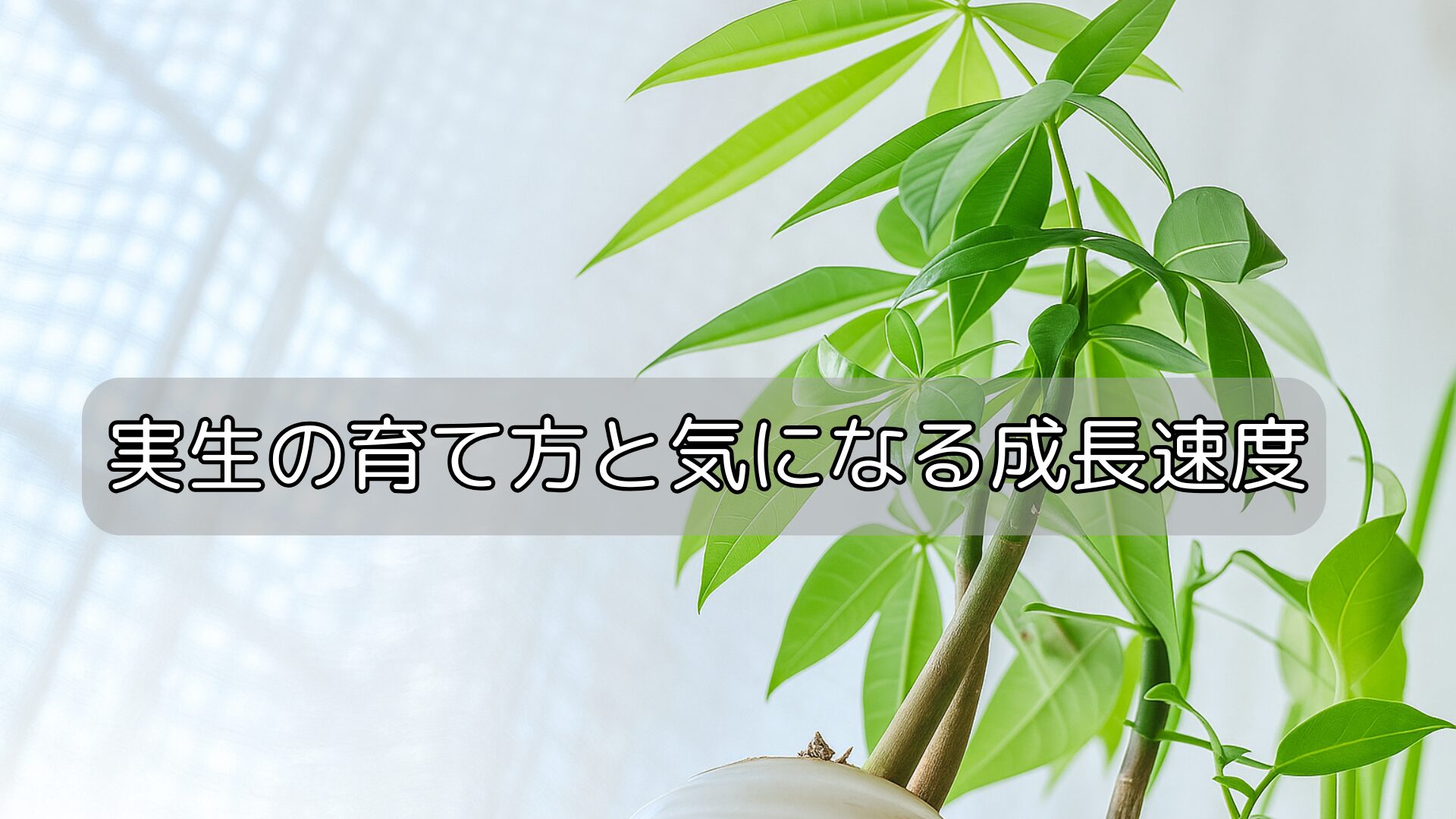 実生の育て方と気になる成長速度