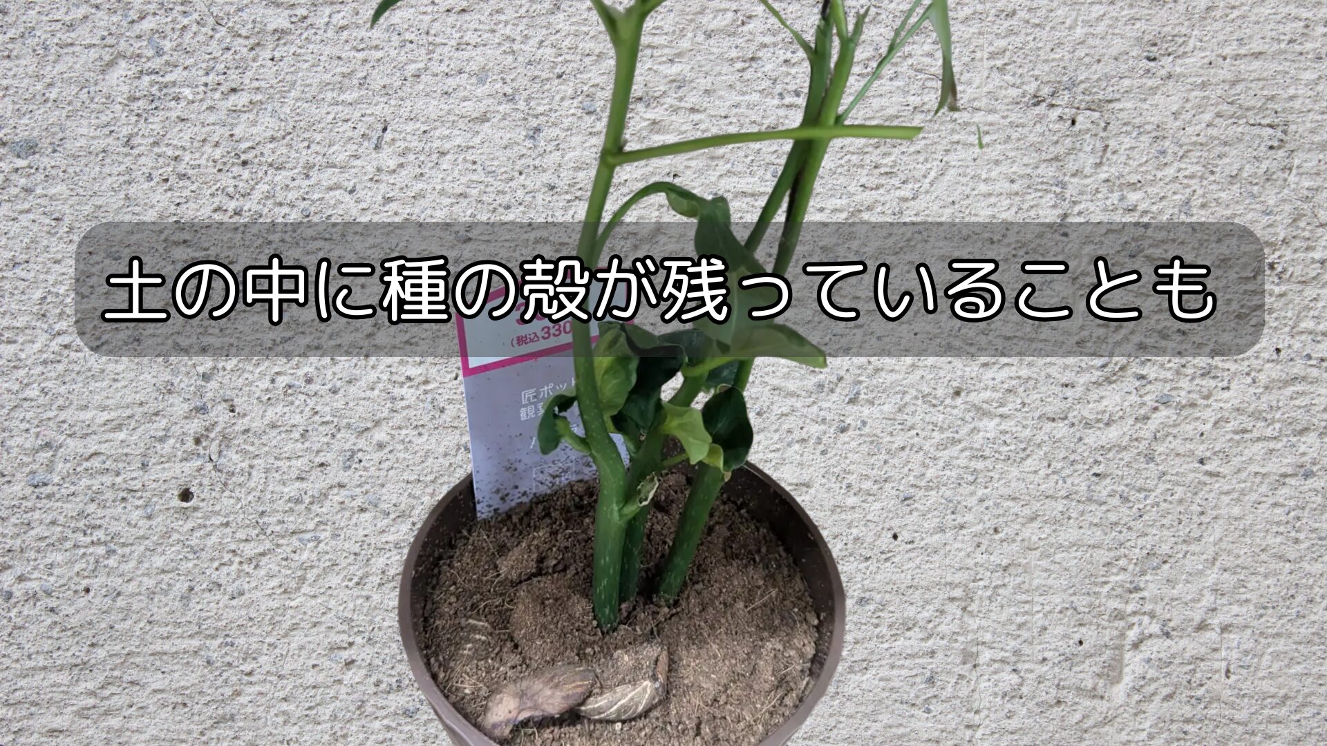 土の中に種の殻が残っていることも