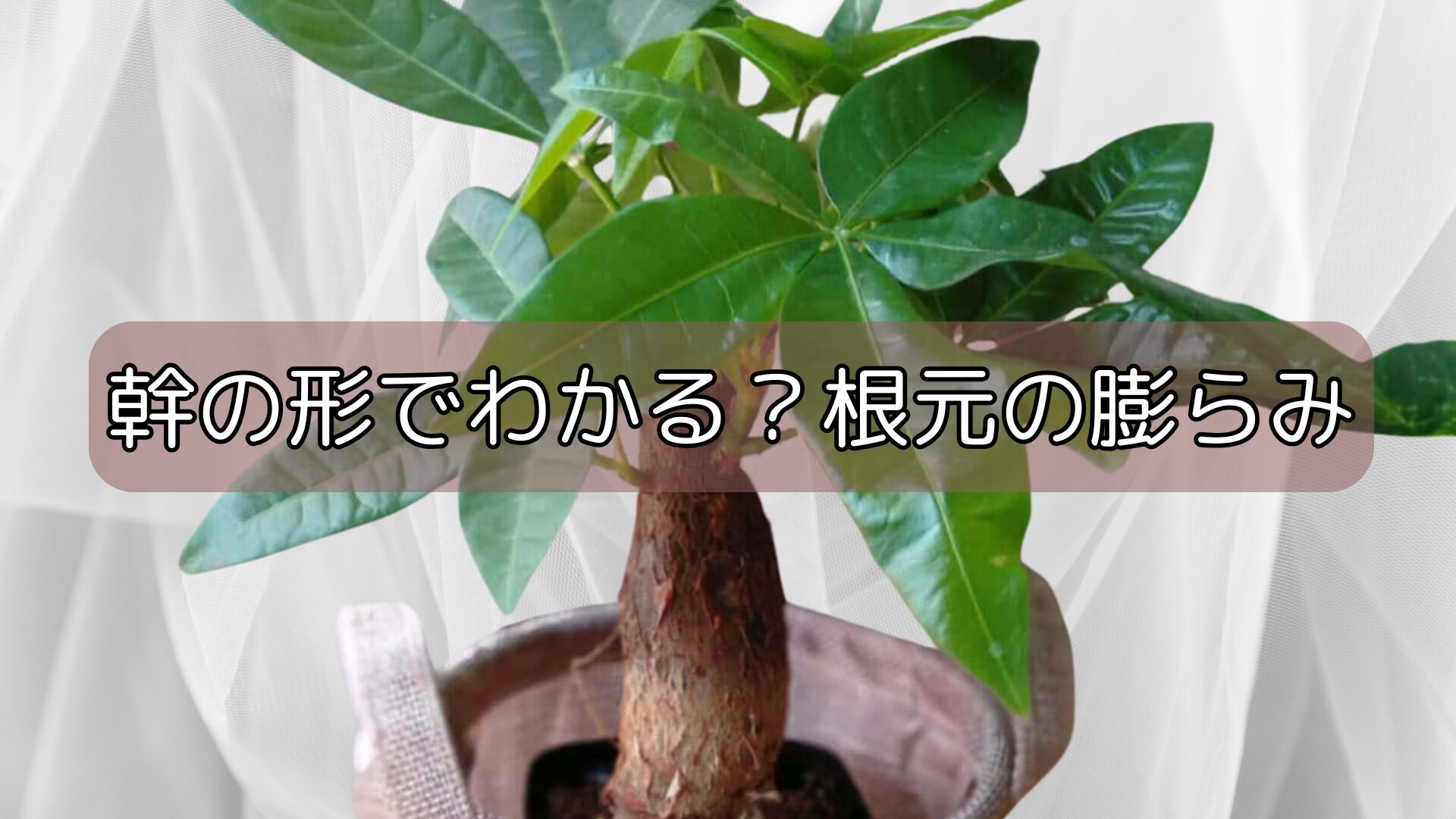 幹の形でわかる?根元の膨らみ