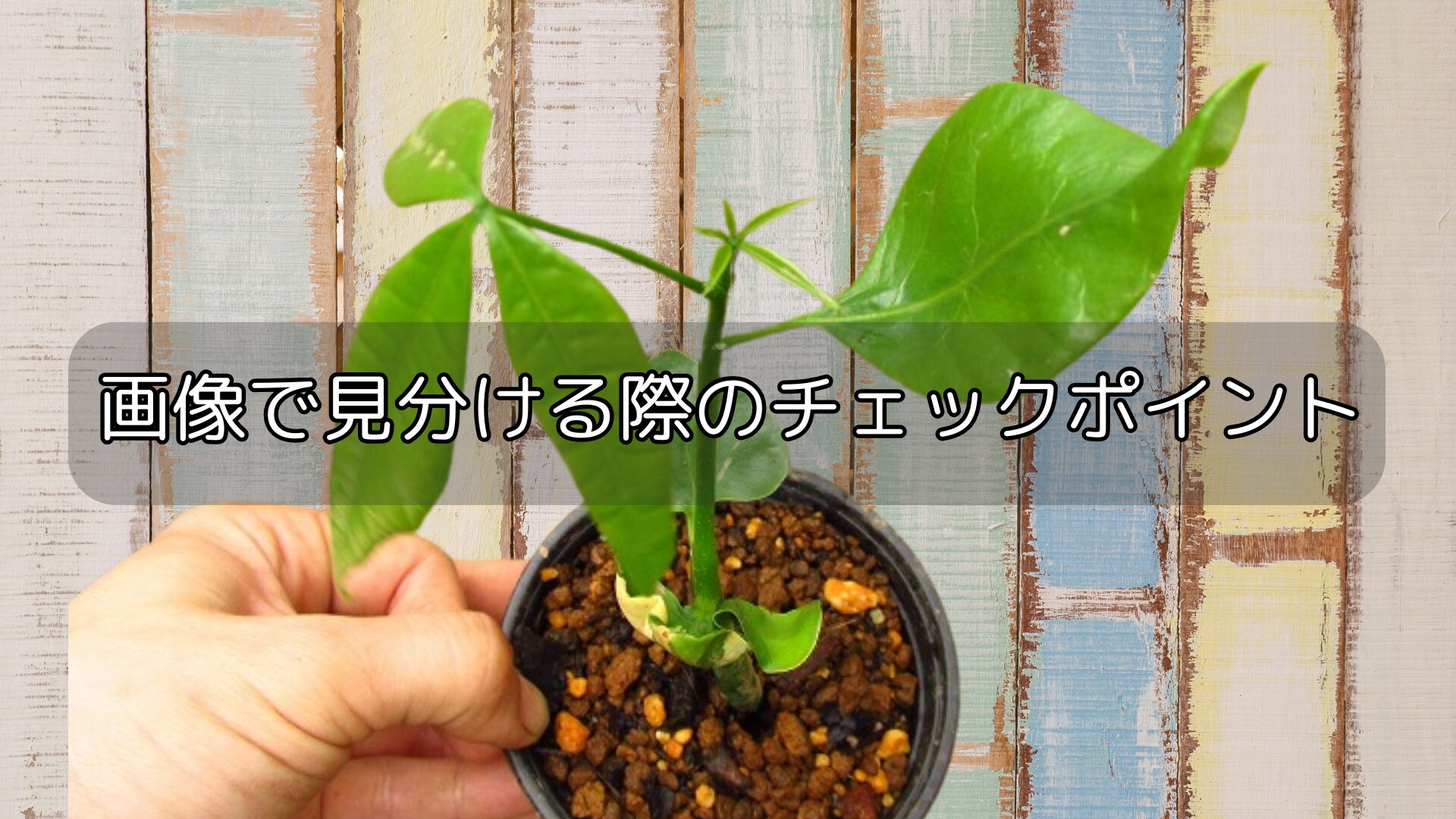 画像で見分ける際のチェックポイント