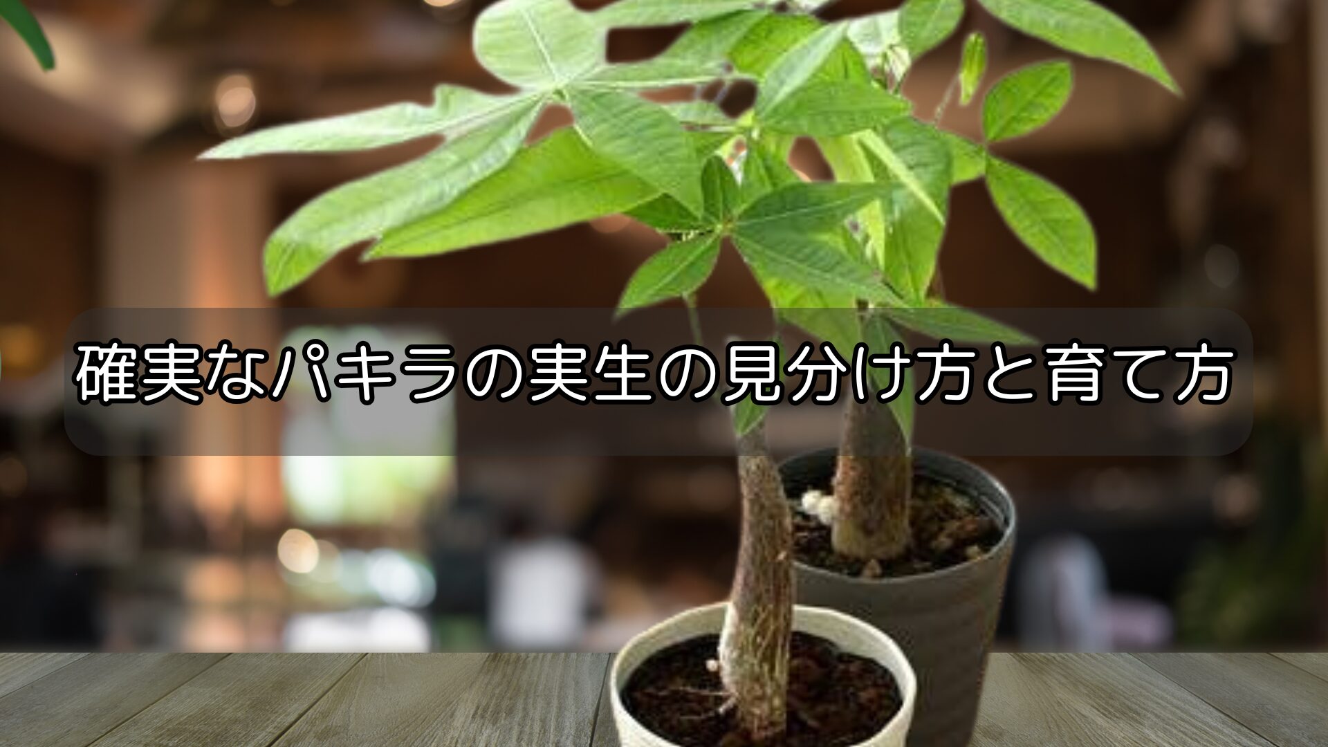 確実なパキラの実生の見分け方と育て方