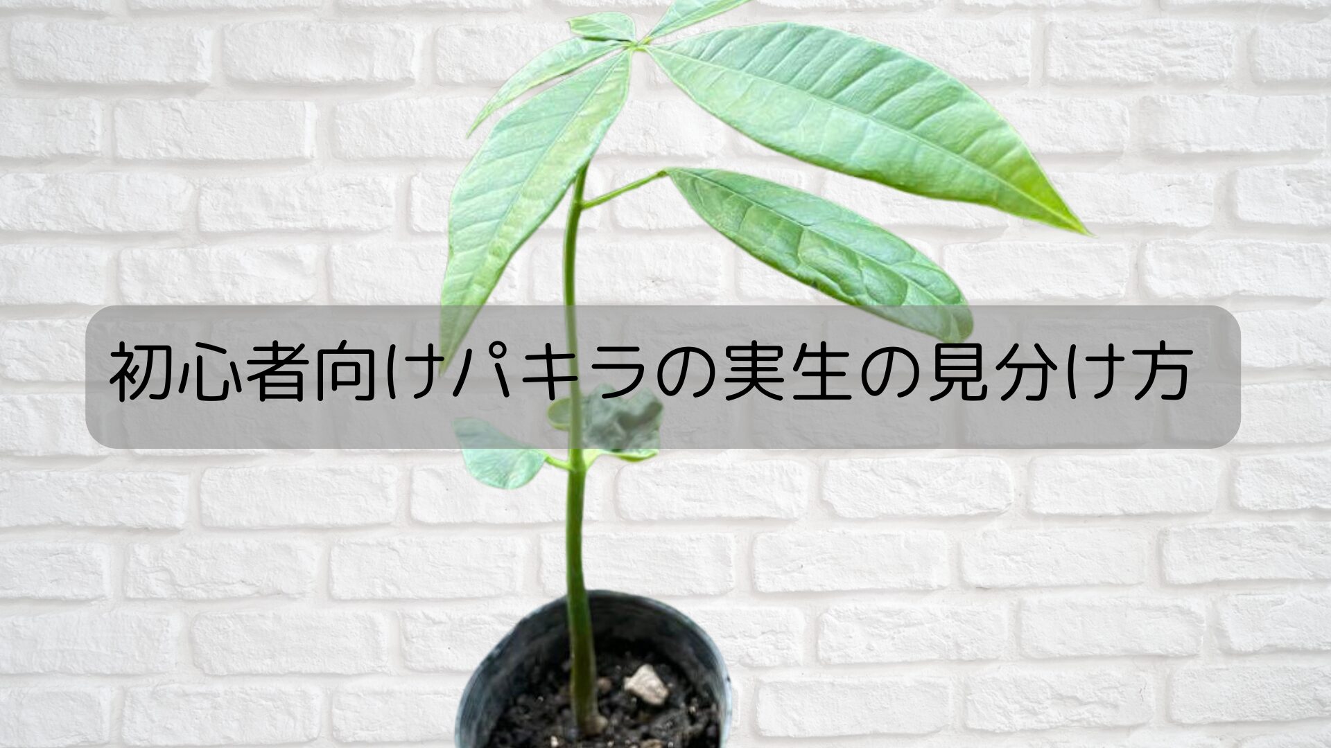 初心者向けパキラの実生の見分け方