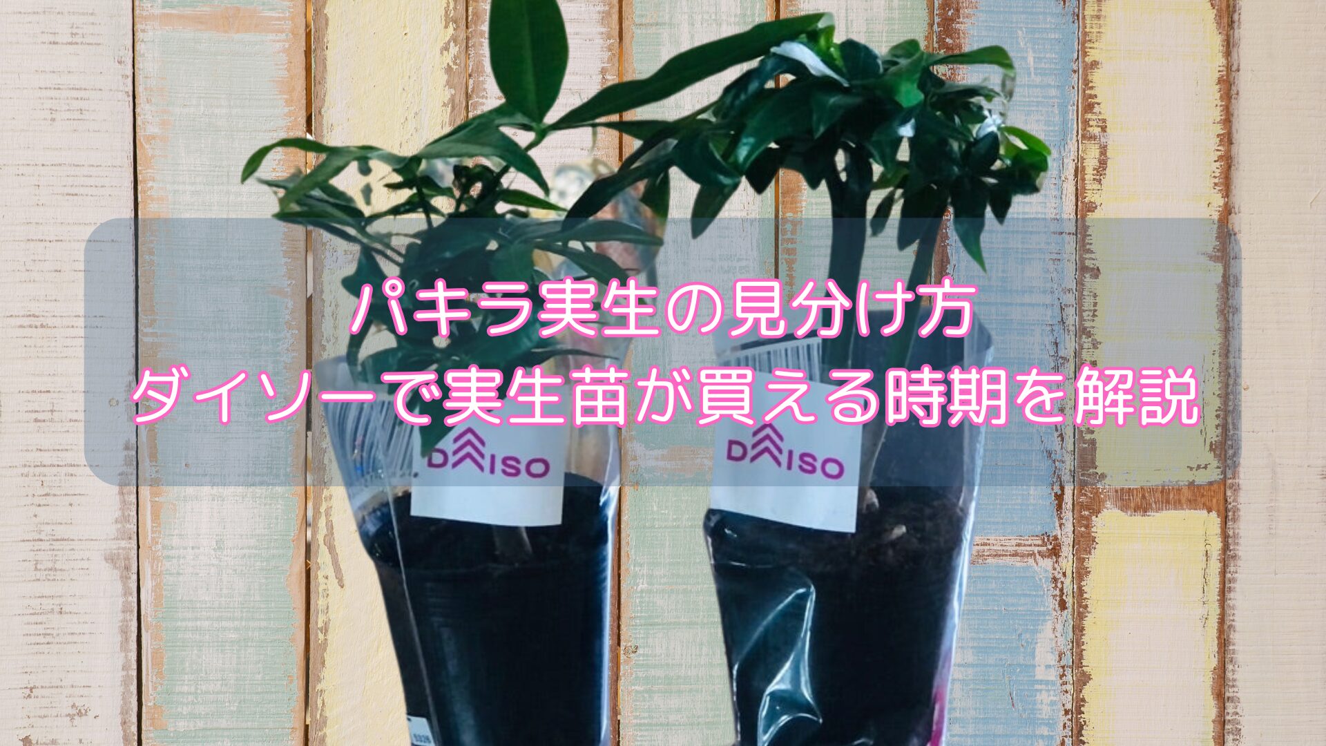 パキラ実生の見分け方|ダイソーで実生苗が買える時期を解説