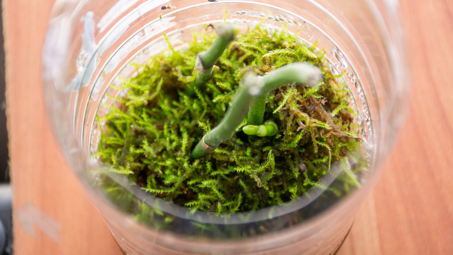 水苔や水耕栽培を使った復活術