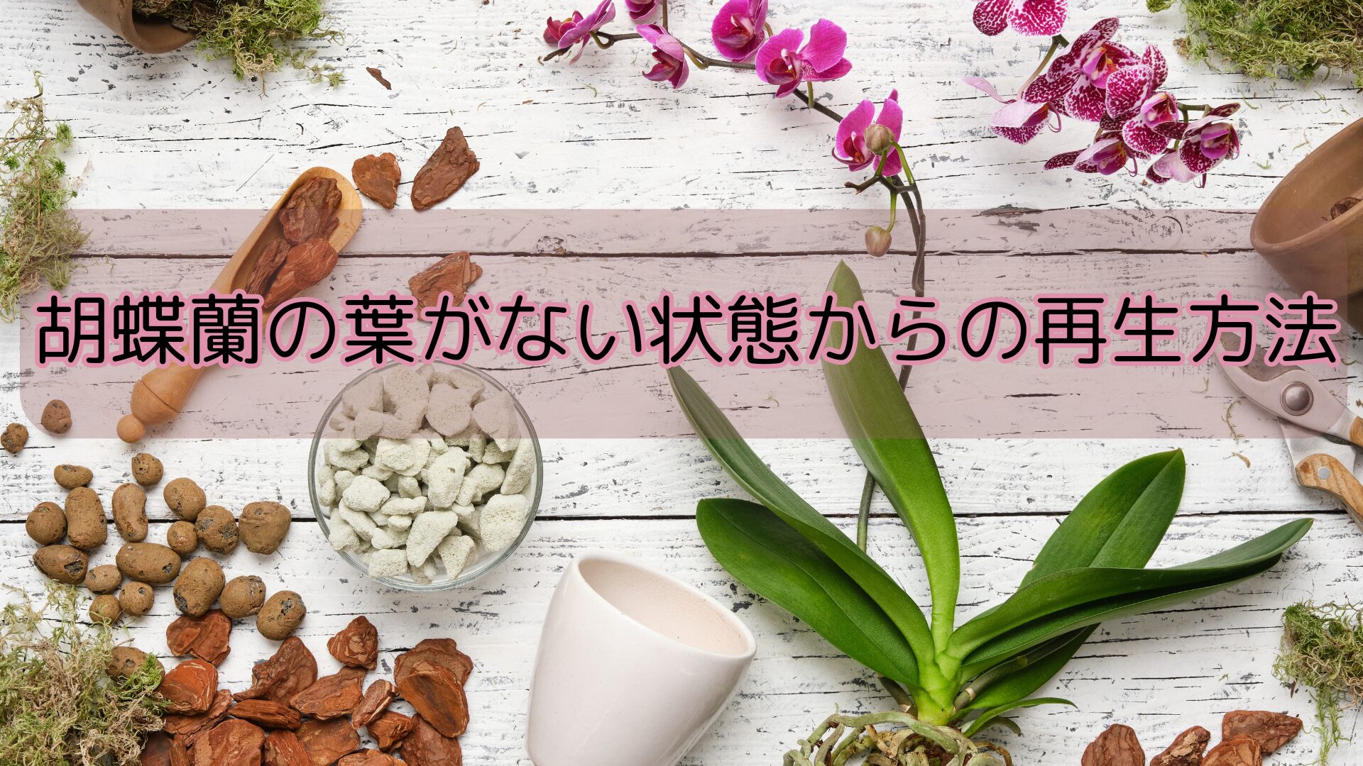 胡蝶蘭の葉がない状態からの再生方法