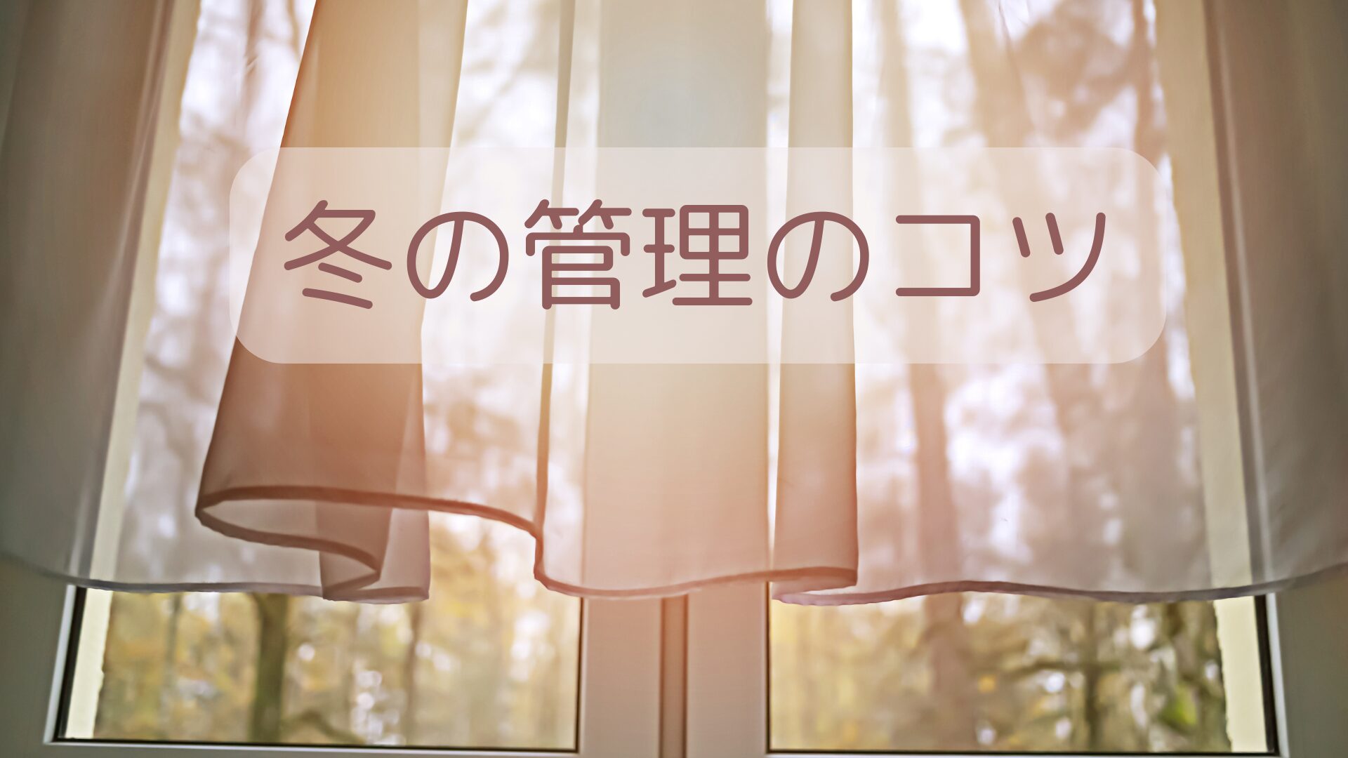冬でも日光を当てるべき?置き場所のコツ