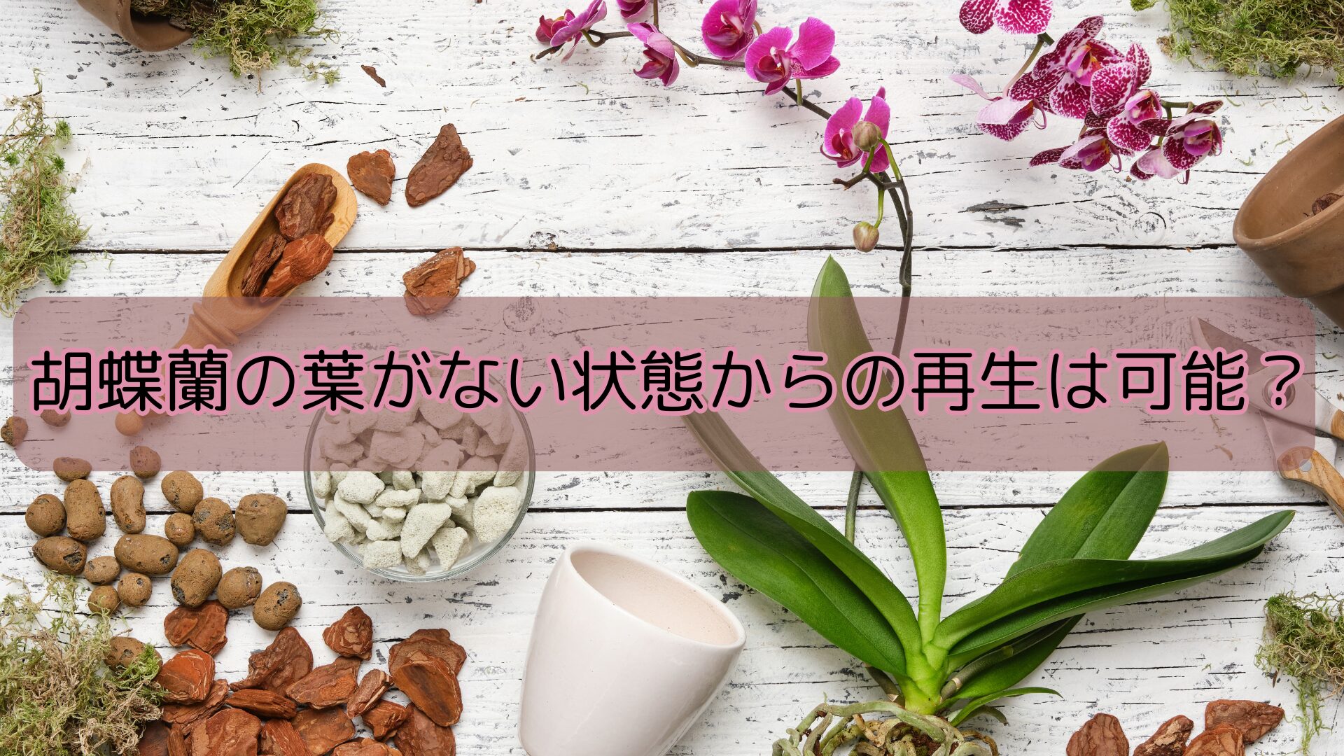 胡蝶蘭の葉がない状態からの再生は可能?