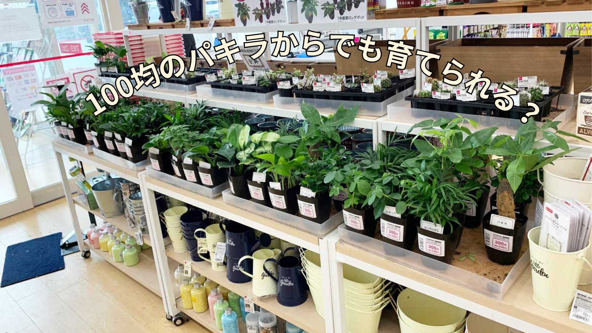100均のパキラからでも育てられる?