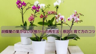 胡蝶蘭の葉がない状態からの再生法|原因と育て方のコツ