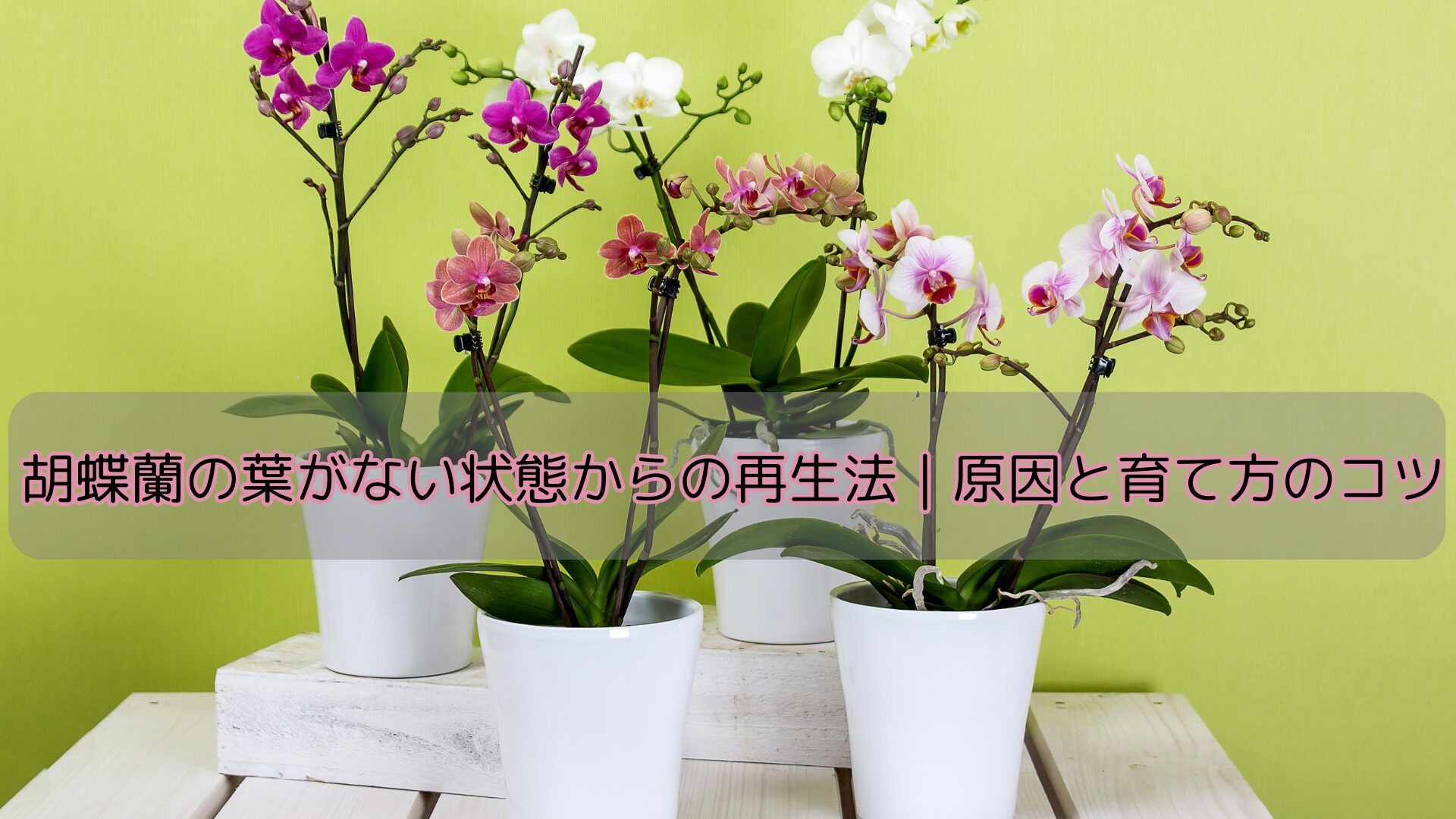 胡蝶蘭の葉がない状態からの再生法|原因と育て方のコツ
