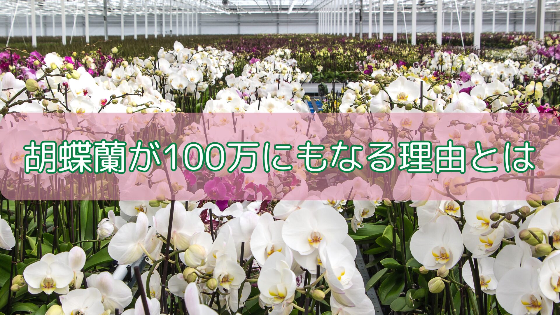 胡蝶蘭が100万にもなる理由とは