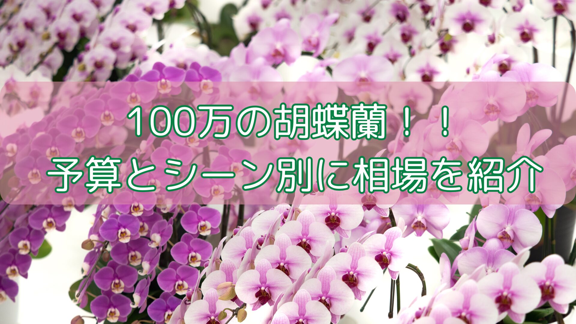 100万の胡蝶蘭!!予算とシーン別に相場を紹介