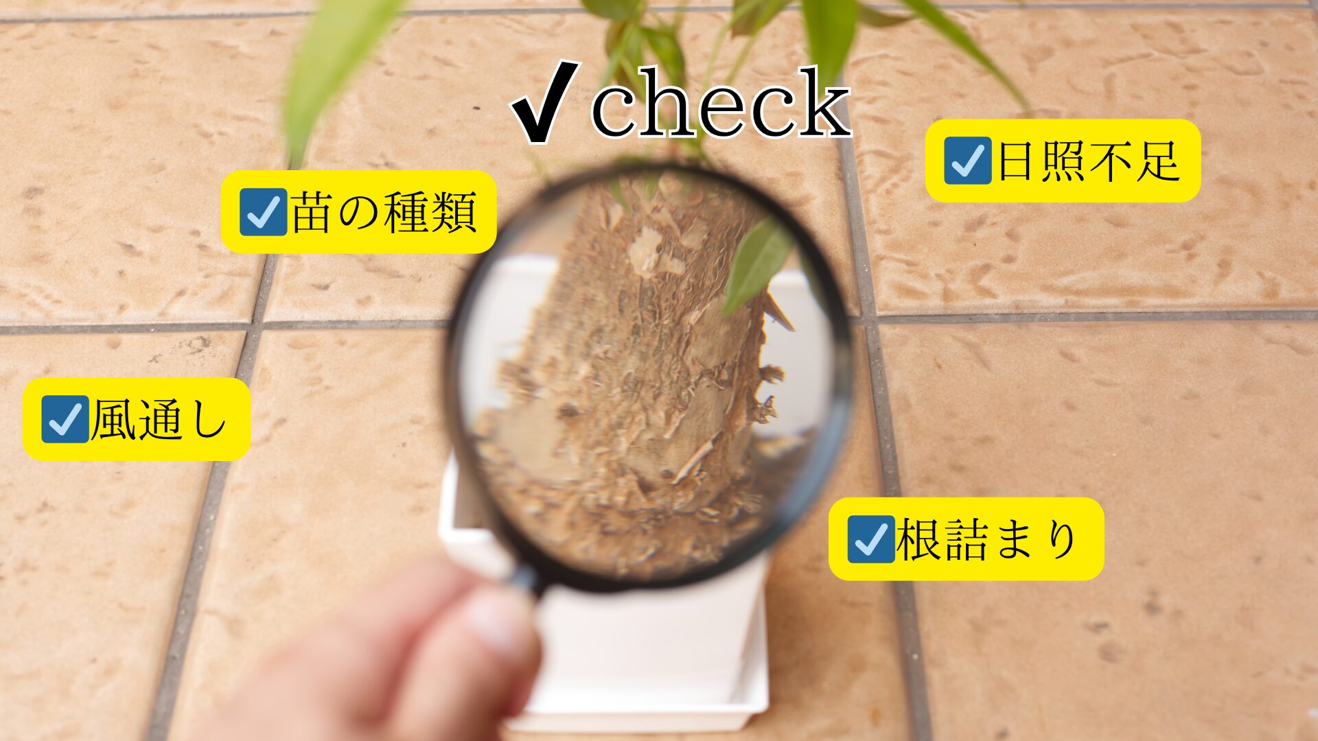 幹が太くならないときのチェック項目