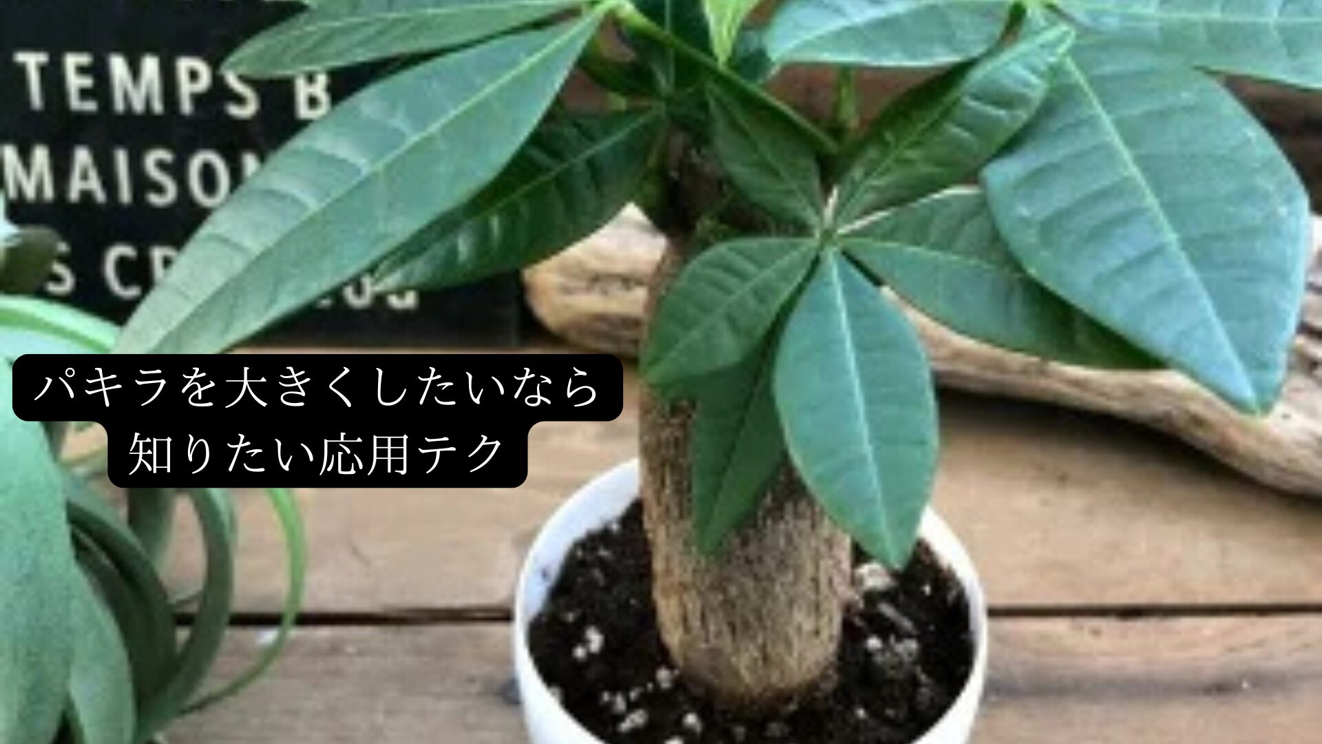 パキラを大きくしたいなら知りたい応用テク