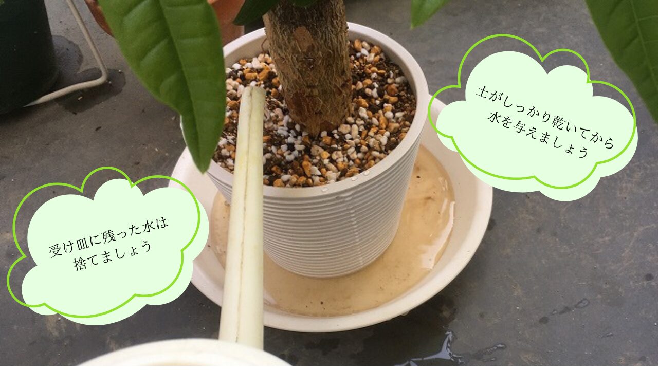 適切な水やりの量を守ることが大切