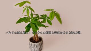 パキラの植え替え｜ぐらぐらの原因と安定させる方法10選