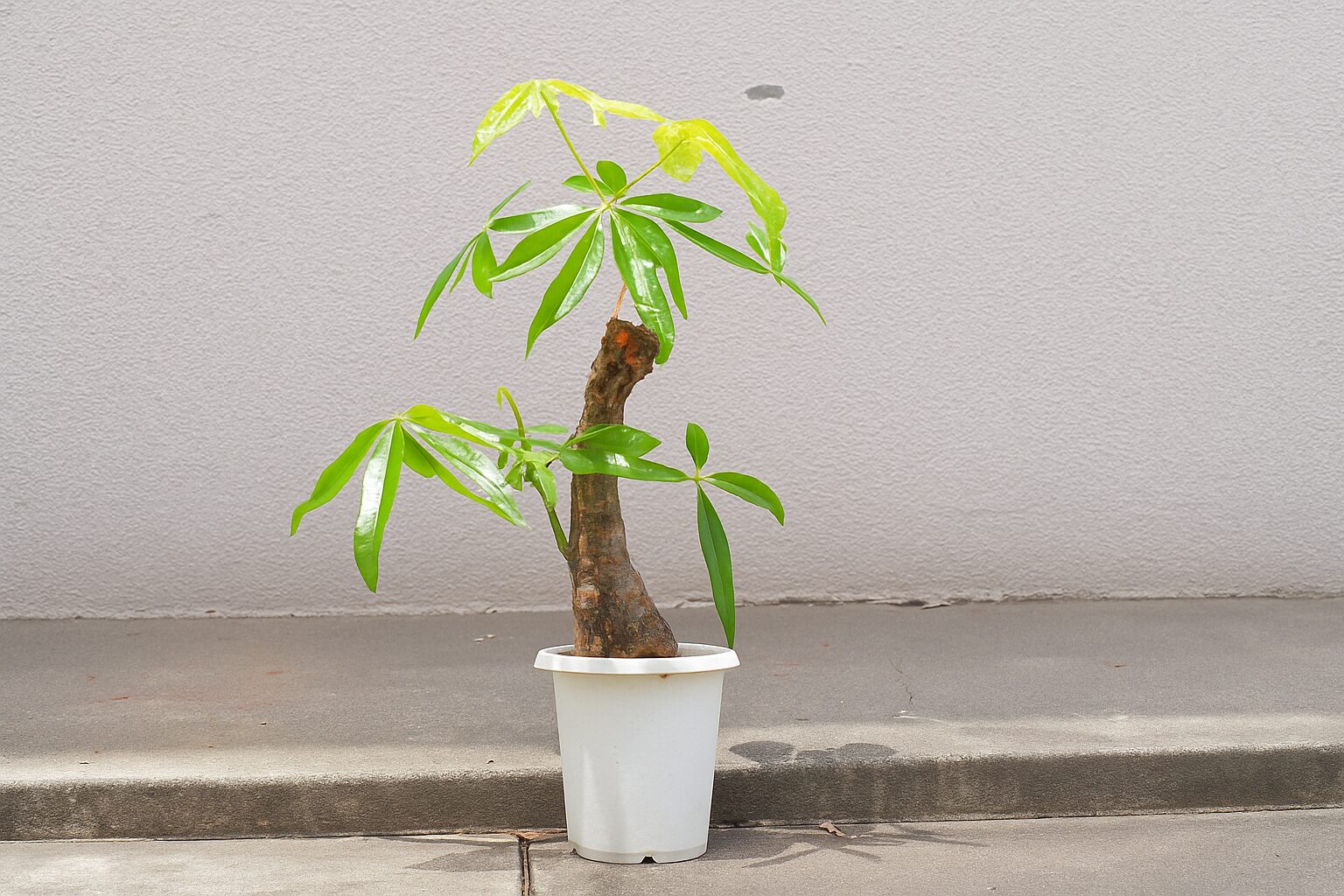 パキラを外で育てる際の注意と管理