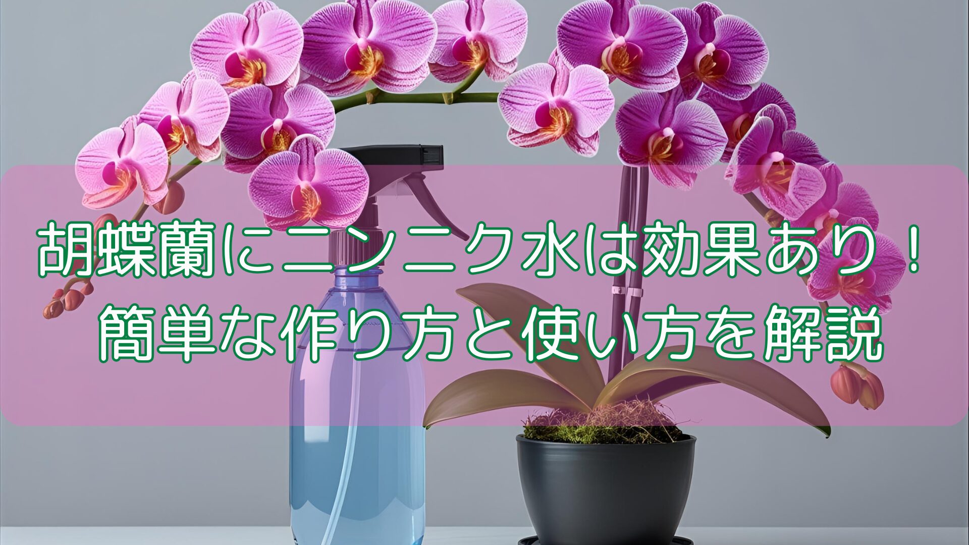 胡蝶蘭にニンニク水は効果あり!簡単な作り方と使い方を解説