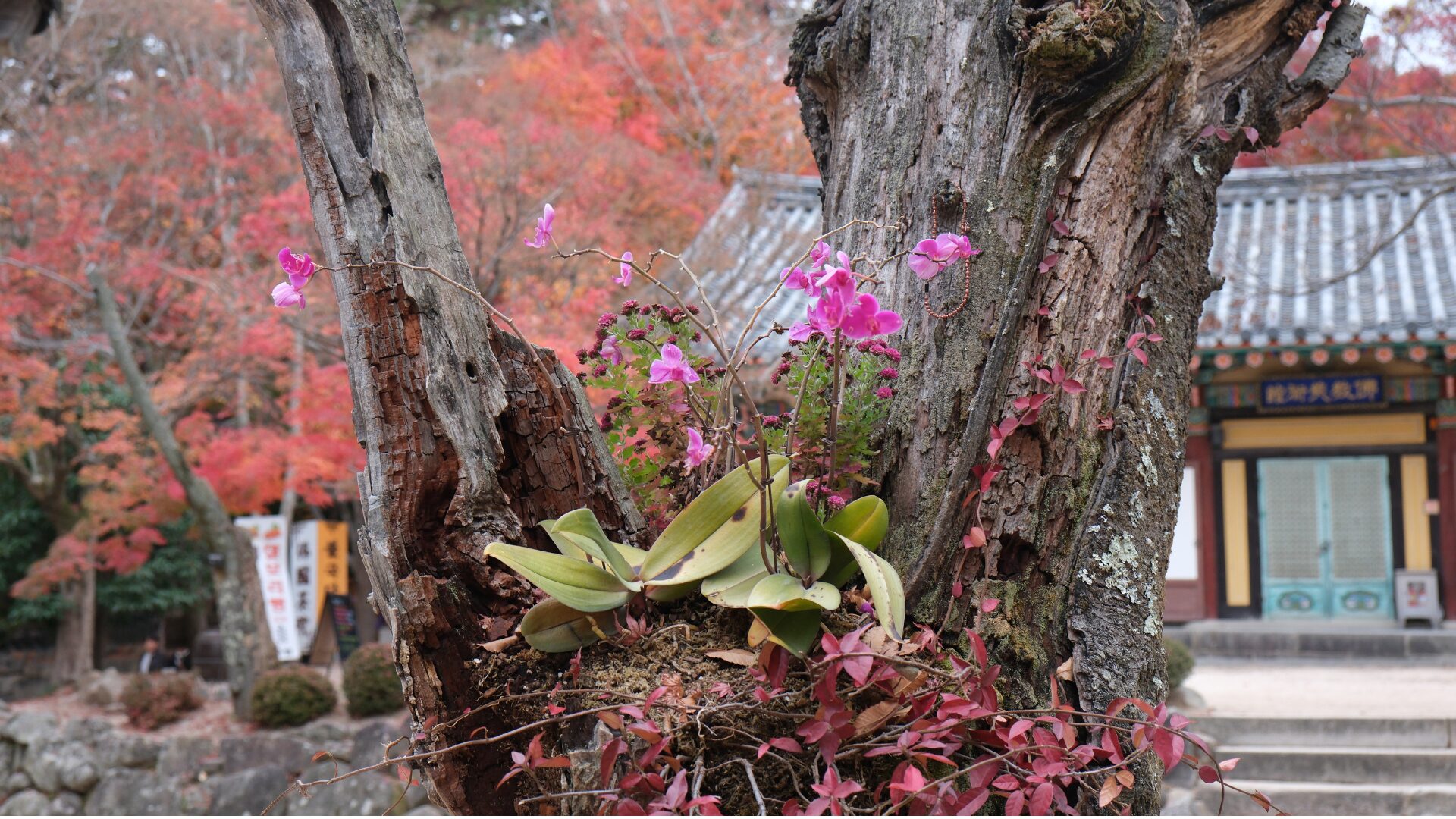 胡蝶蘭の根が空中に伸びる理由は着生植物だから