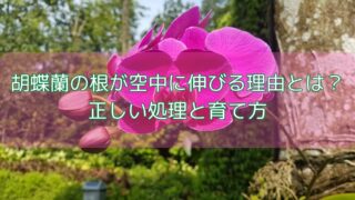 胡蝶蘭の根が空中に伸びる理由とは？正しい処理と育て方