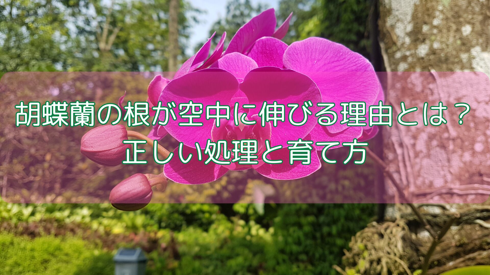 胡蝶蘭の根が空中に伸びる理由とは？正しい処理と育て方