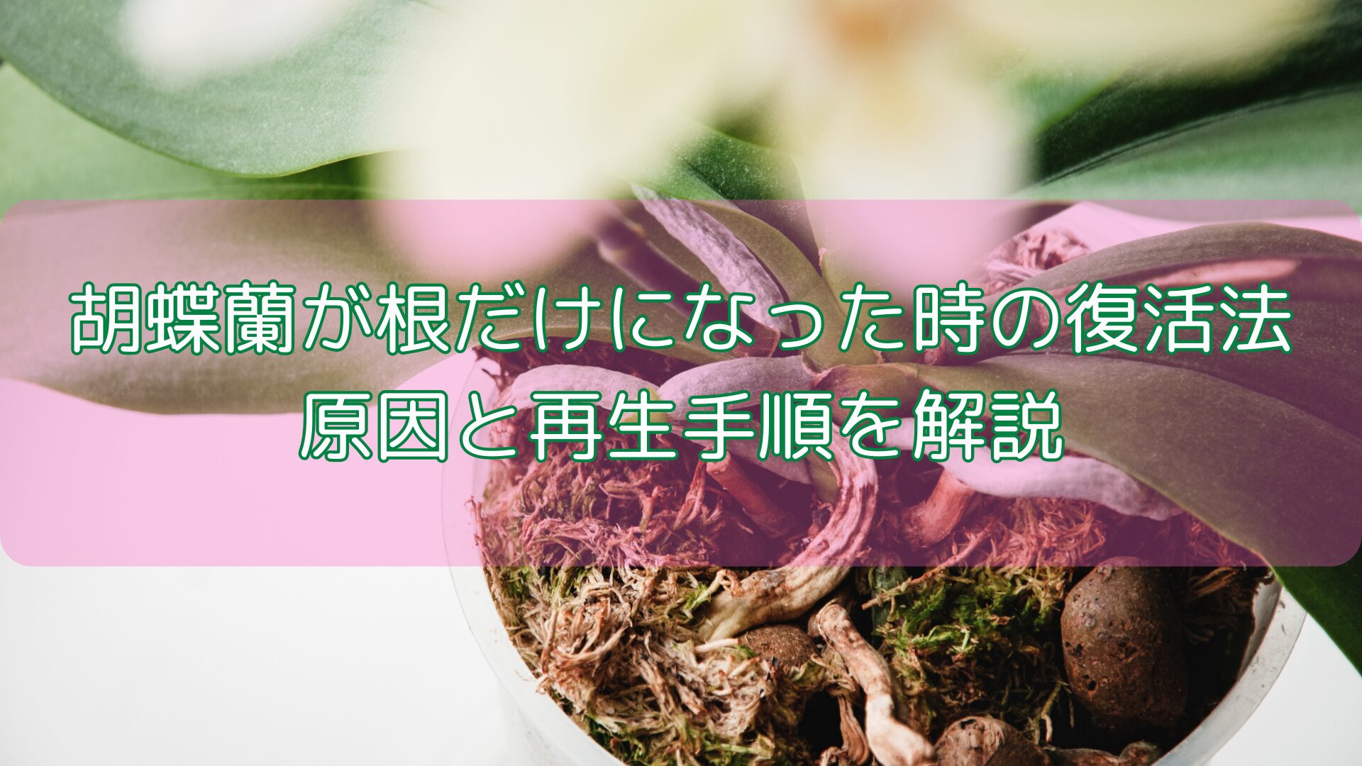 胡蝶蘭が根だけになった時の復活法｜原因と再生手順を解説