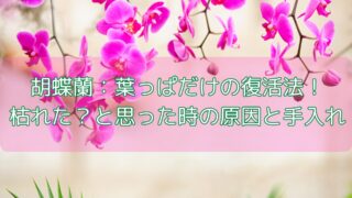 胡蝶蘭：葉っぱだけの復活法！枯れた？と思った時の原因と手入れ