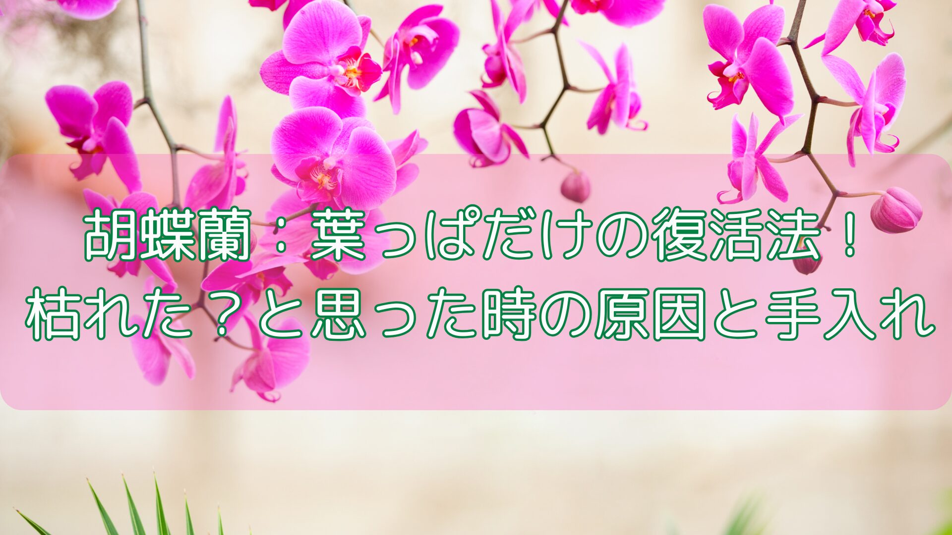 胡蝶蘭：葉っぱだけの復活法！枯れた？と思った時の原因と手入れ