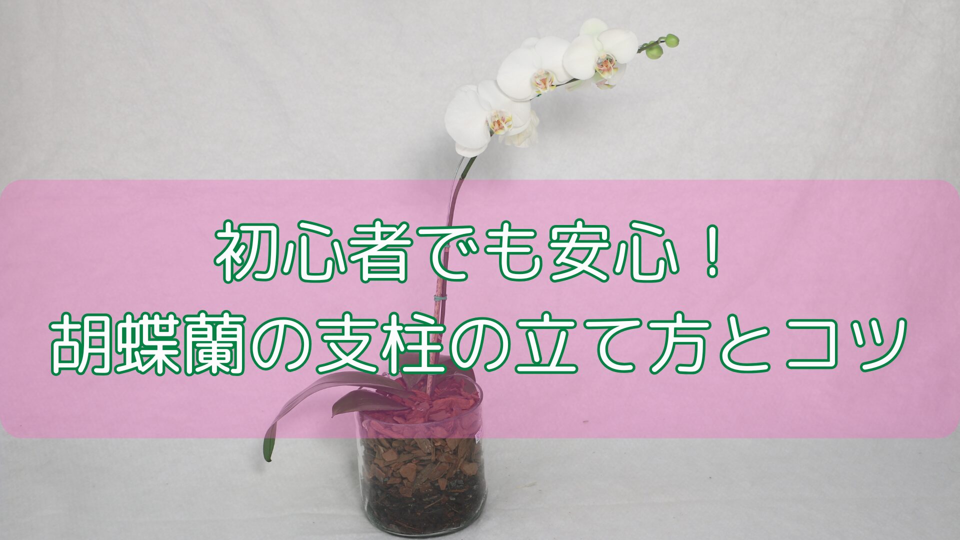 初心者でも安心！胡蝶蘭の支柱の立て方とコツ