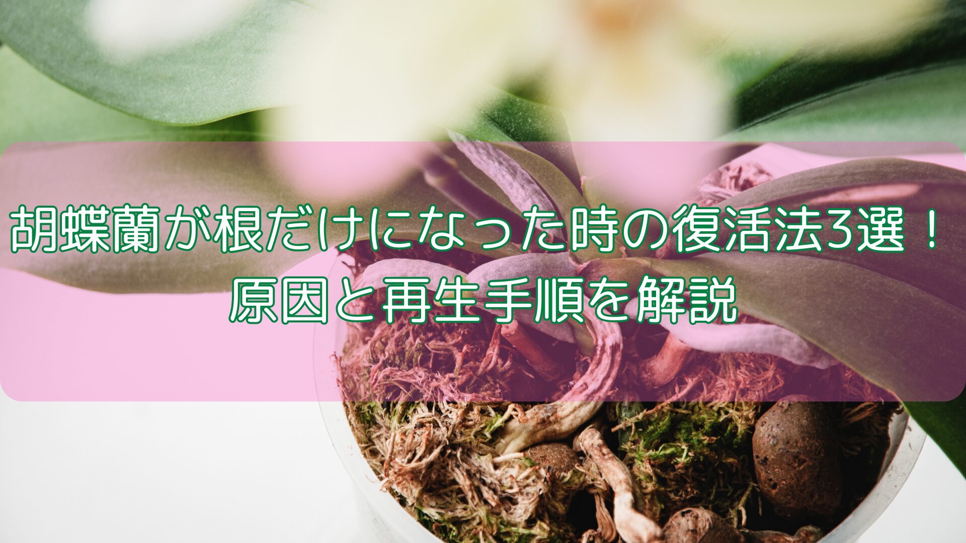 胡蝶蘭が根だけになった時の復活法3選！原因と再生手順を解説