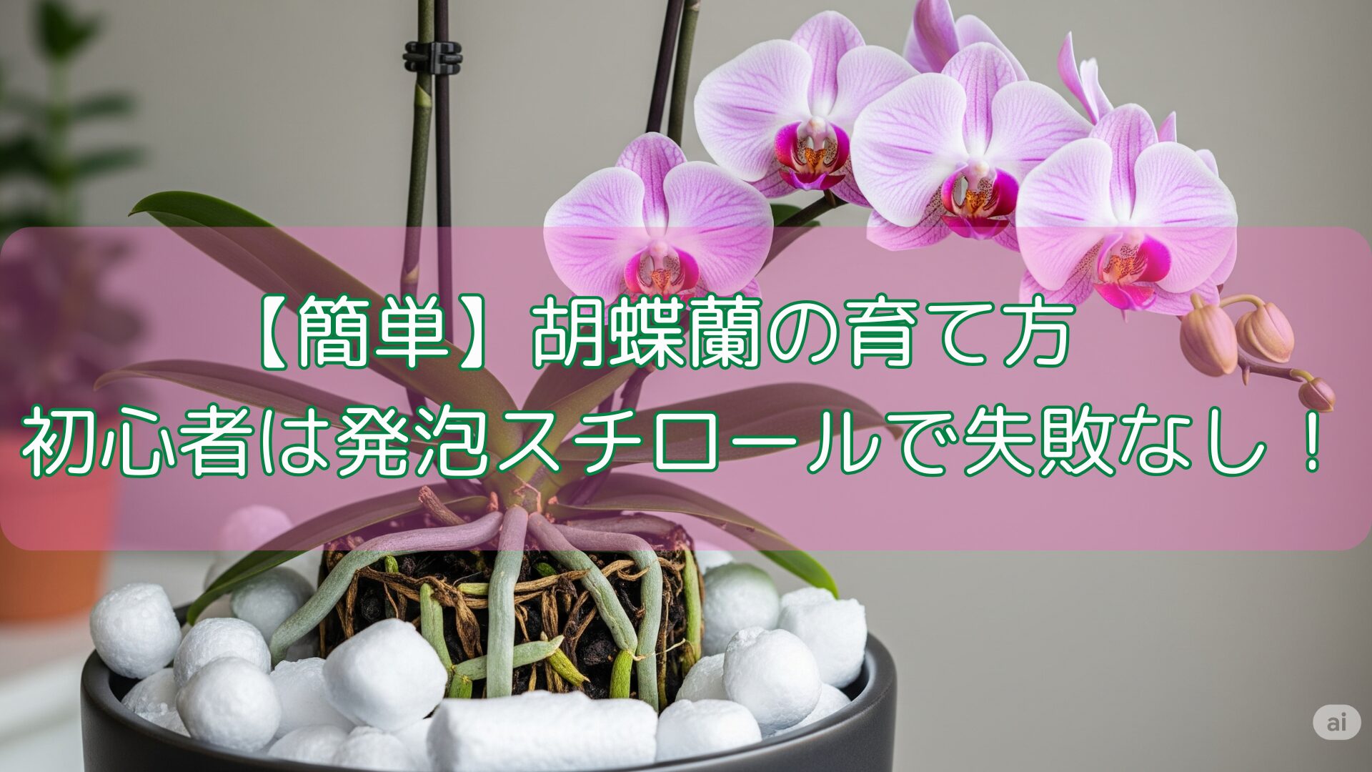 【簡単】胡蝶蘭の育て方｜初心者は発泡スチロールで失敗なし！