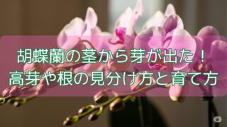 胡蝶蘭の茎から芽が出た！高芽や根の見分け方と育て方