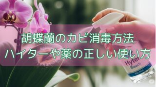 胡蝶蘭のカビ消毒方法｜ハイターや薬の正しい使い方
