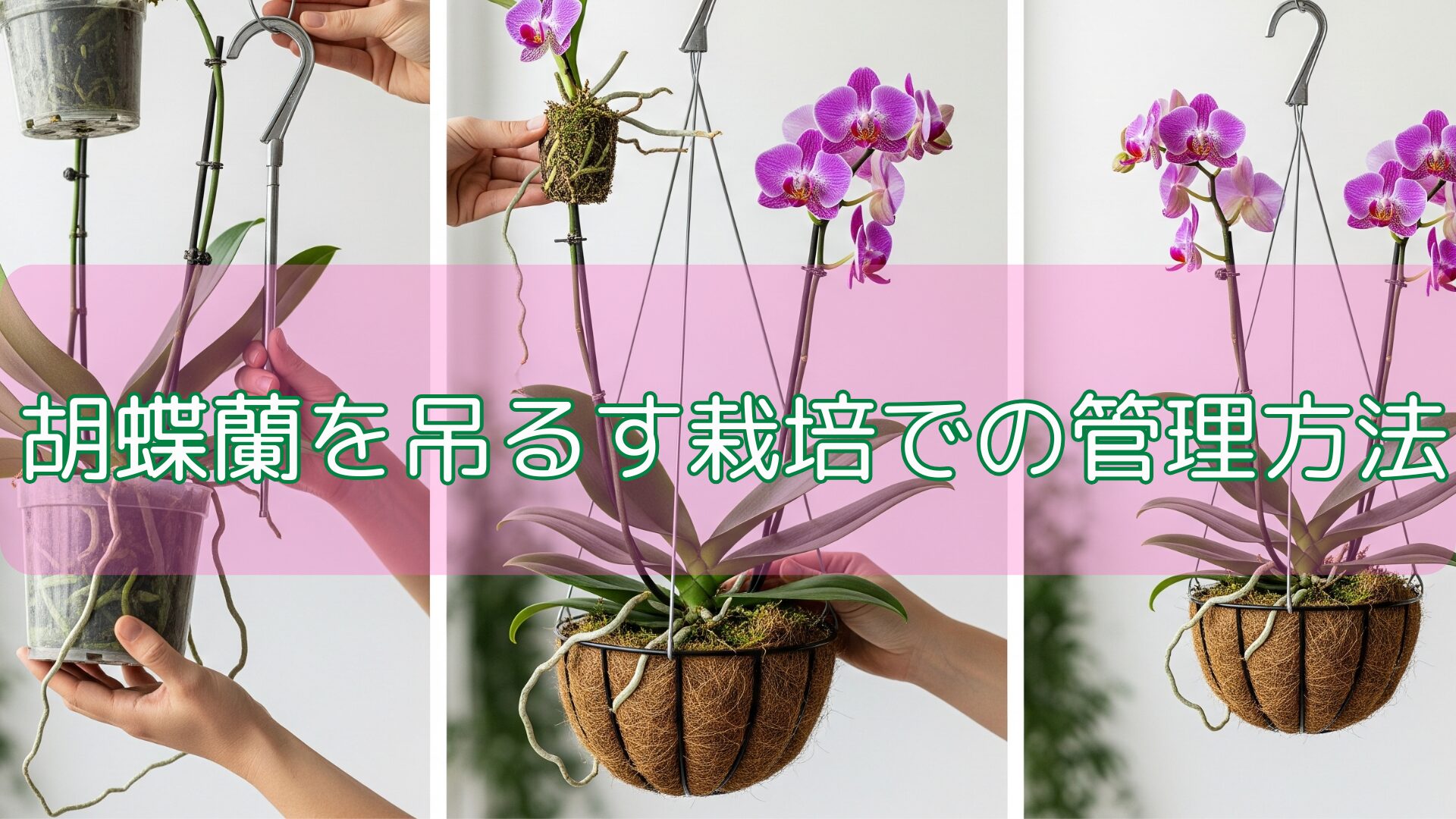 胡蝶蘭を吊るす栽培での管理方法